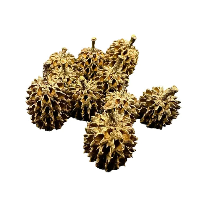 Natural brown dried Casuarina pods with rough pine cone texture