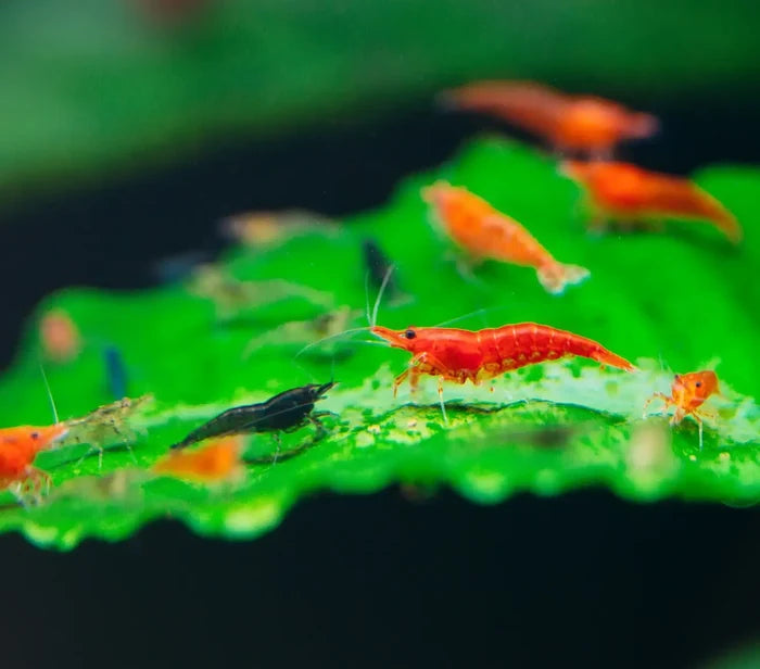 Neocaridina Shrimp Mix Pack — live red shrimp on green leaf over white sand
