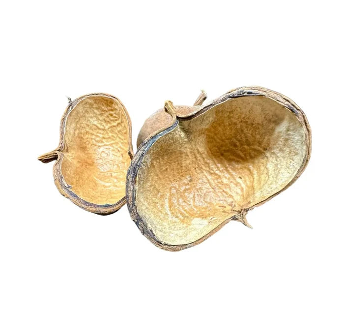 Dried light brown sterculia pods with textured inner surfaces and rough outer shells for decorative use