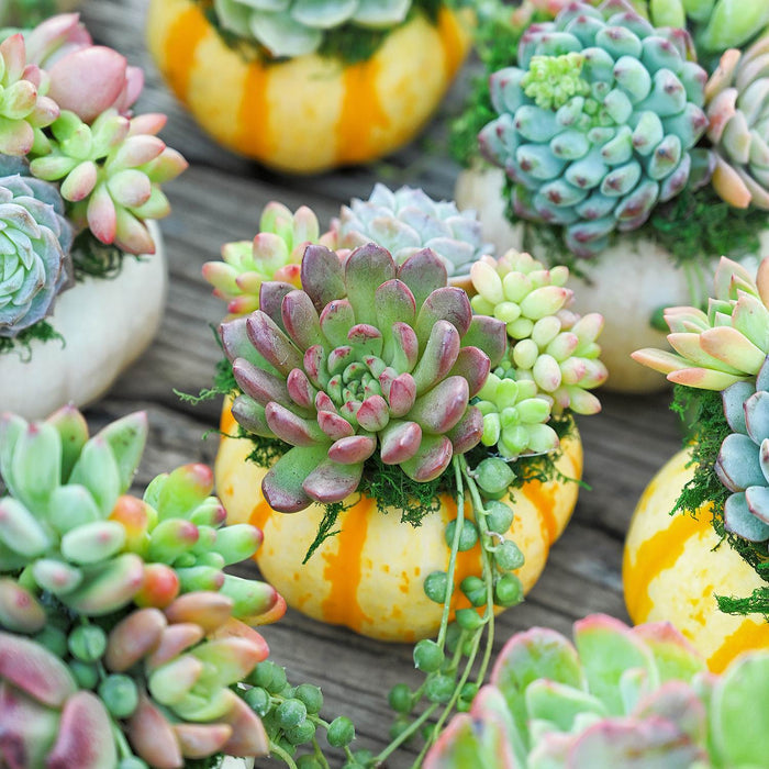 72 Assorted Succulents (6 Varieties)