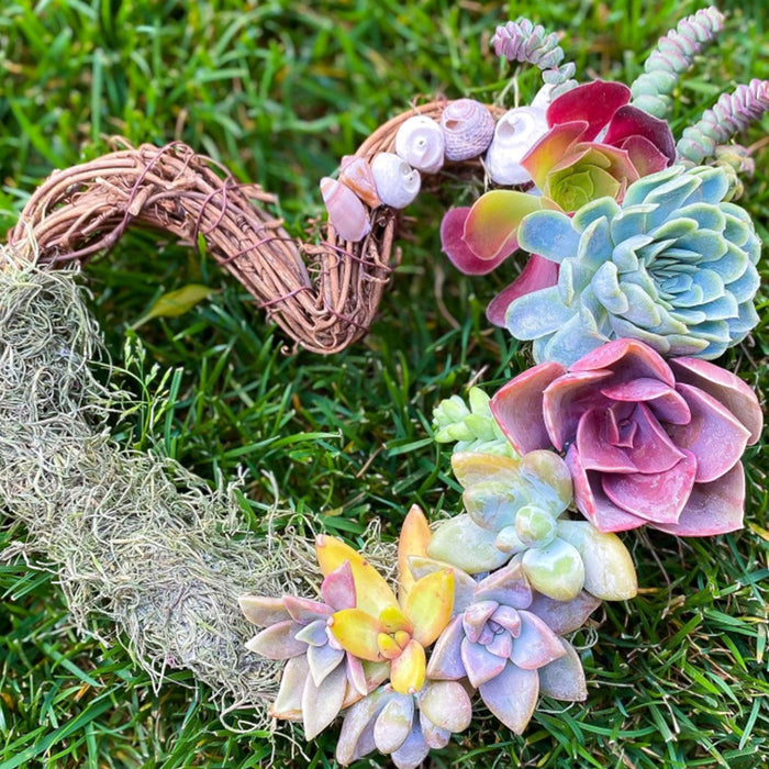 72 Assorted Succulents (6 Varieties)