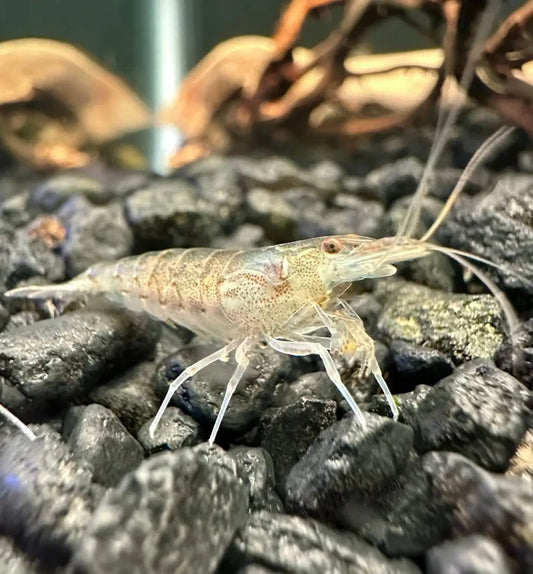 Amano Shrimp (Caridina multidentata) — live freshwater algae-eating shrimp