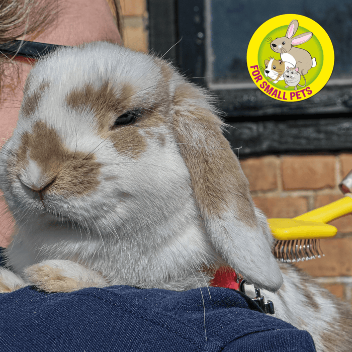 White and brown rabbit being held by someone in a blue jacket, that is off camera. The rabbit is being brushed with a small Ancol yellow slicker brush with white bristles for rabbits. In the top right corner of the image is a circle with a illustrated rabbit, guinea pig and gerbil, below text says 'For small pets'.