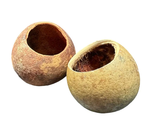 Two dried hollowed-out Bell Cup Pods with earthy brown exteriors and seed structures