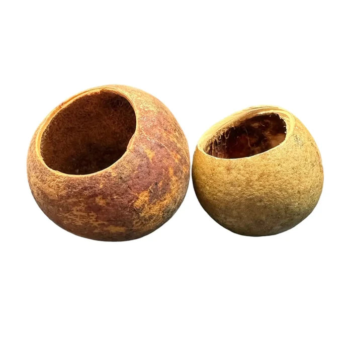 Bell Cup Pods — dried hollow pods in brown-tan tones