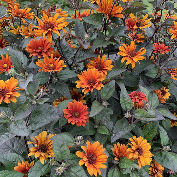 Red, copper and golden-orange Bleeding Hearts Heliopsis flowers at different stages of maturity
