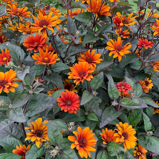 Red, copper and golden-orange Bleeding Hearts Heliopsis flowers at different stages of maturity