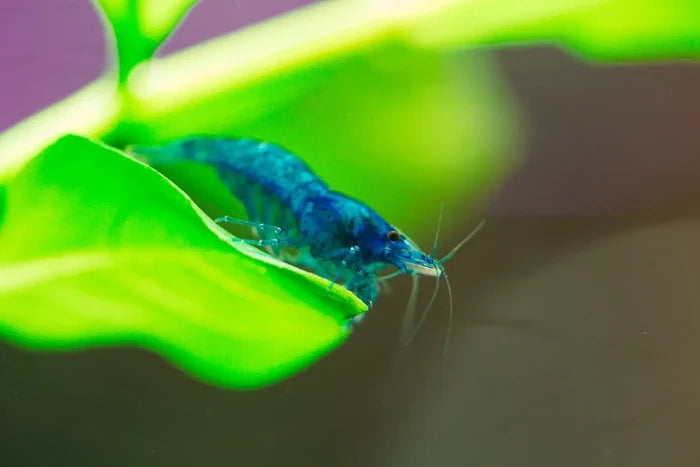Vibrant blue velvet shrimp resting on bright green leaf