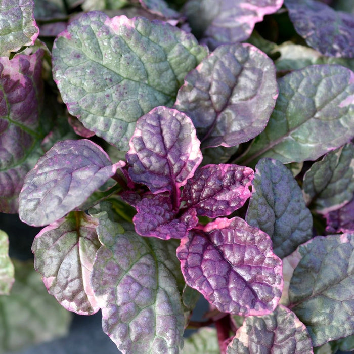 Burgundy Glow Ajuga with variegated burgundy cream and green foliage growing as a shade ground cover