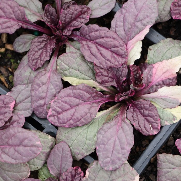 Close-up of Burgundy Glow Ajuga variegated foliage in shades of cream pink green and burgundy