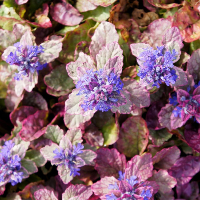 Burgundy Glow Ajuga ground cover with blue spring flower spikes