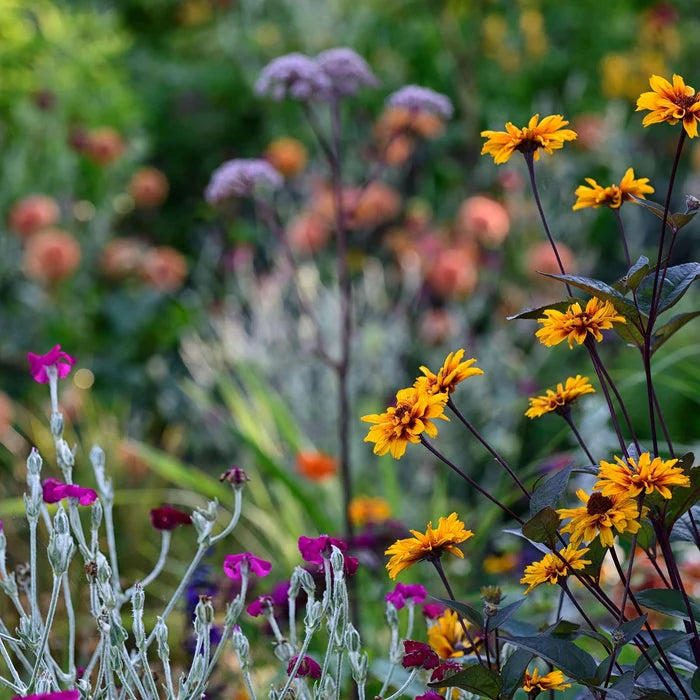 Burning Hearts Heliopsis planted with purple coneflowers and ornamental grasses in a pollinator garden