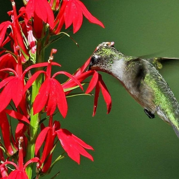 Hummingbird visiting red Cardinal Flower blooms in a native pollinator garden
