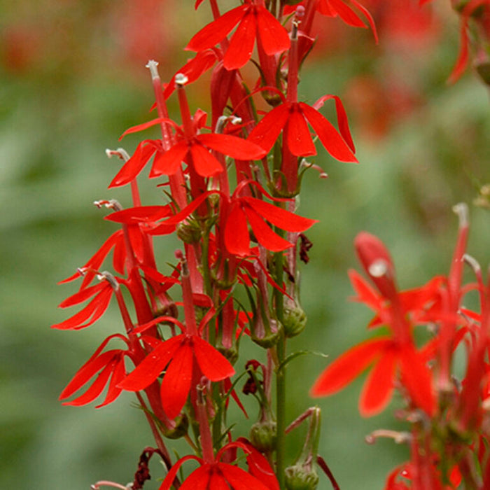 Close-up of Cardinal Flower red tubular blooms on upright Lobelia cardinalis flower spikes