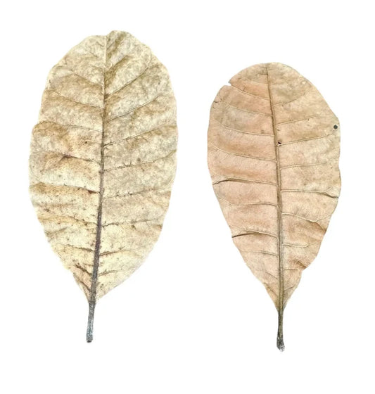 Two dried beige cashew leaves with visible veins and curled edges, 10 pcs