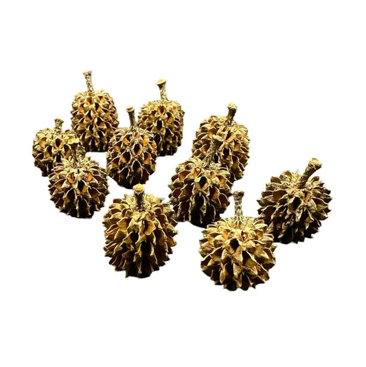 Casuarina Pods — set of 8 golden dried cone pods for aquariums