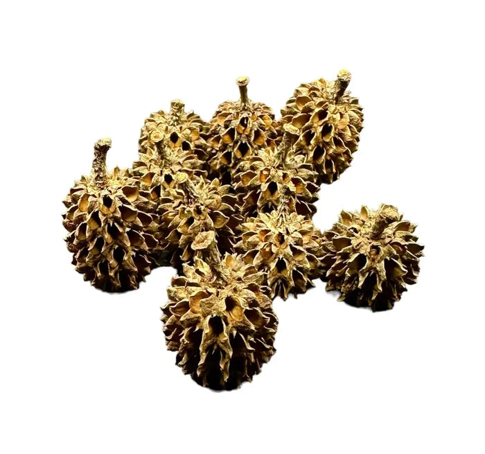 Casuarina Pods — golden dried cone cluster, natural botanical