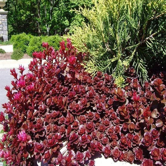Pollinator-friendly Dragon’s Blood Sedum flowers attracting bees in a dry garden bed