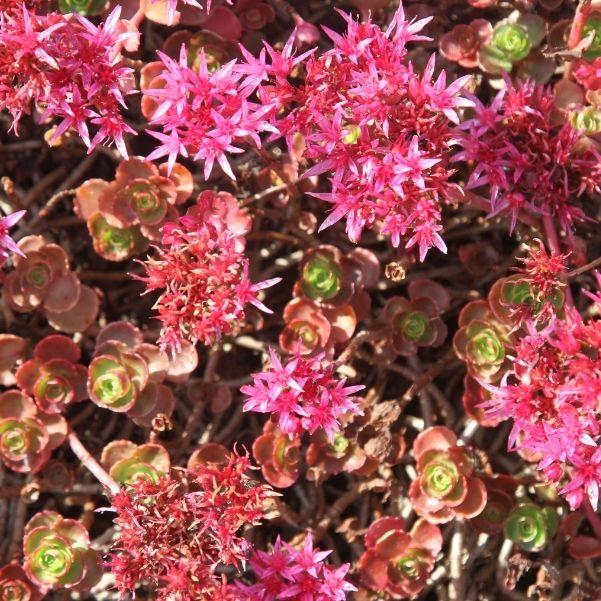 Dragon’s Blood Stonecrop with pink star-shaped flowers blooming in a rock garden