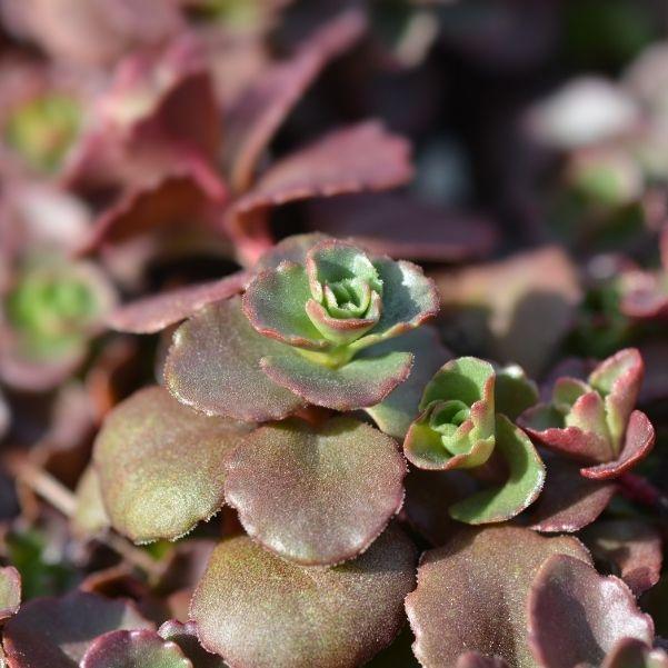 Drought tolerant red sedum growing between stones in a sunny walkway planting