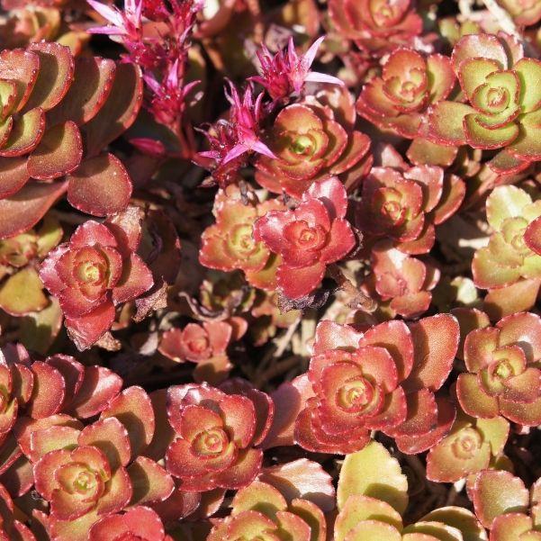 Dragon’s Blood Sedum with red succulent foliage and pink flowers growing as a sunny groundcover