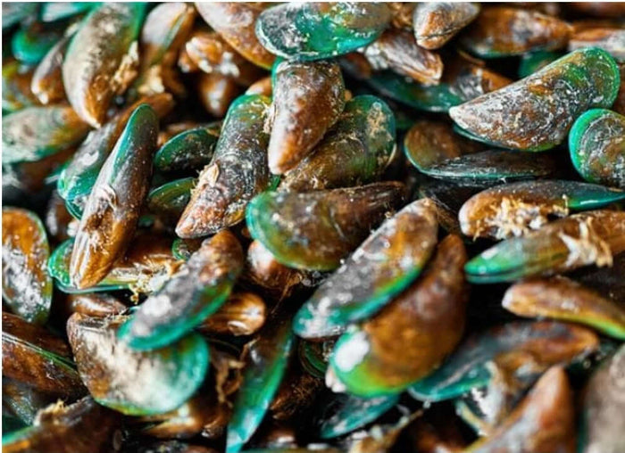 Green Lipped Mussel
