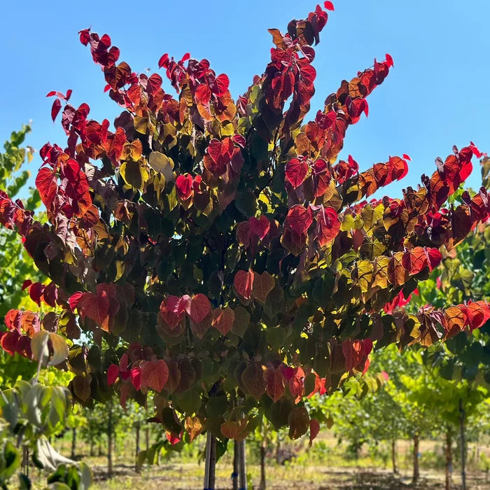 Fiery foliage redbud tree with a rounded upright habit