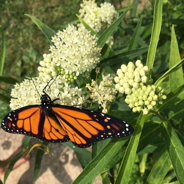 Monarch caterpillar host plant Ice Ballet Swamp Milkweed growing in moist soil