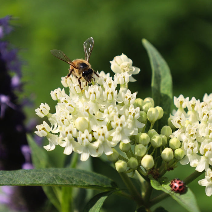 Ice Ballet Swamp Milkweed with white Asclepias incarnata flowers blooming in a sunny pollinator garden