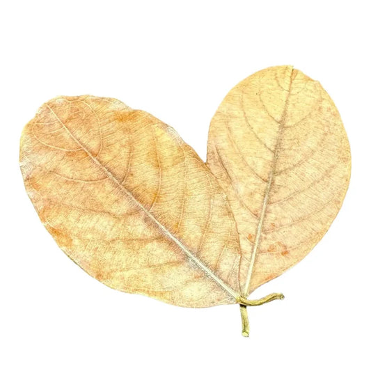 Dried golden-brown jackfruit leaf in heart shape with vein patterns, 10 pcs