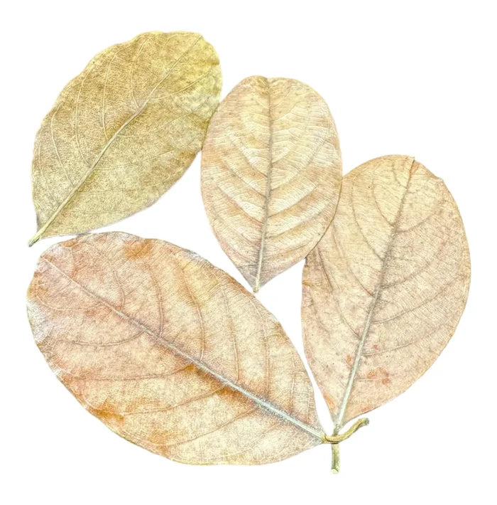 Jackfruit Leaves — four dried beige leaves with vein patterns