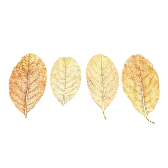 Four Jackfruit Leaves in Warm Autumn Hues on White