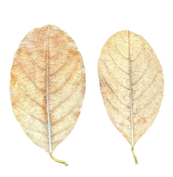 Two dried beige jackfruit leaves with intricate veins and curled edges, 10 pcs