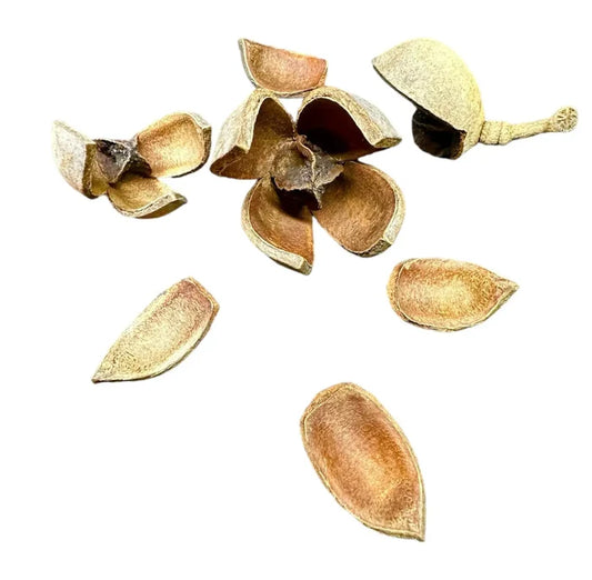 Dried light brown khaya pods pieces with split shells and smooth elongated seeds scattered on white background