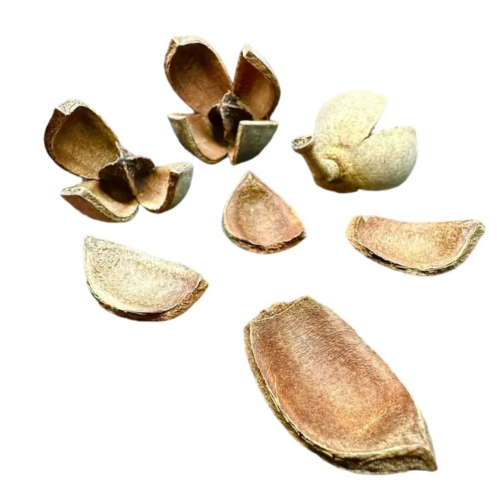 Khaya Pods — dried brown pod pieces with lighter inner surfaces