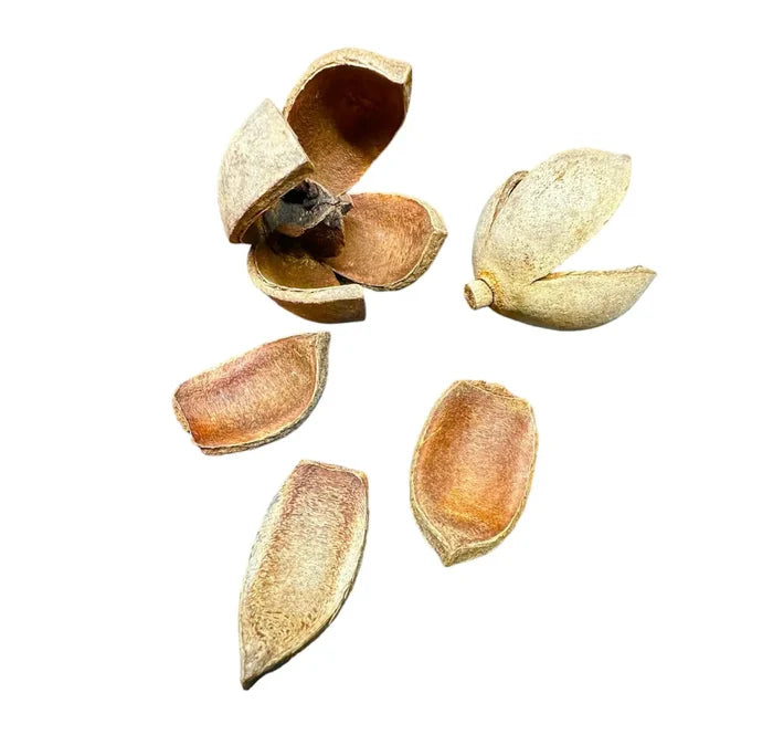 Dried light brown khaya pods pieces with rough textured surfaces and split open shells for natural use