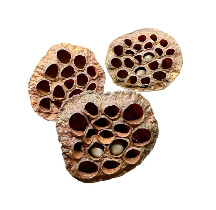 Dried lotus pod with honeycomb holes in brown beige tones