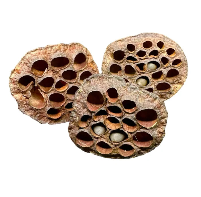 Brown dried lotus pod with honeycomb holes and textured surface