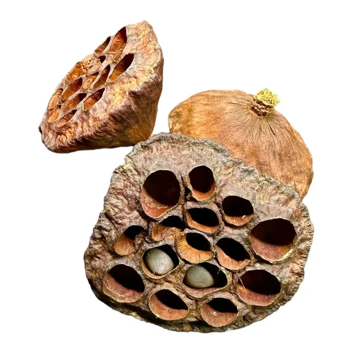 Dried lotus pod with seeds and holes, brownish-orange natural material