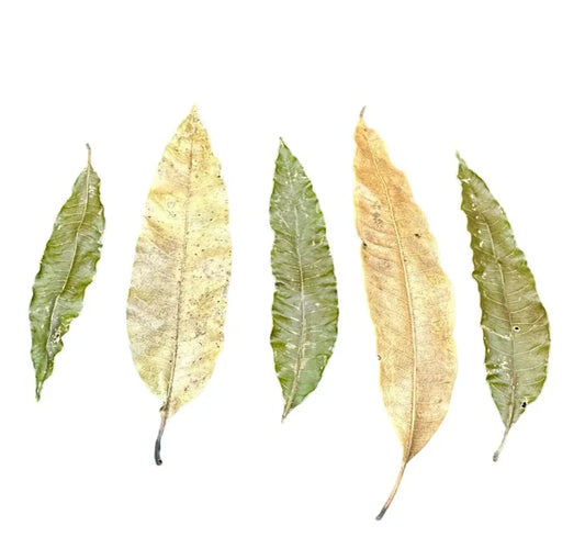 Five dried mango leaves in green and yellow shades with veins, 10 pcs