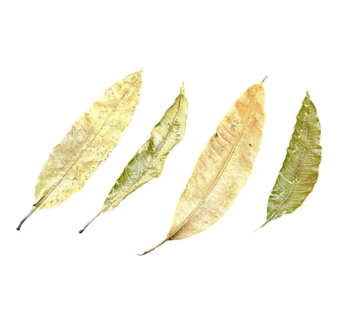 Four dried mango leaves in yellow and green shades with veins, 10 pcs pack