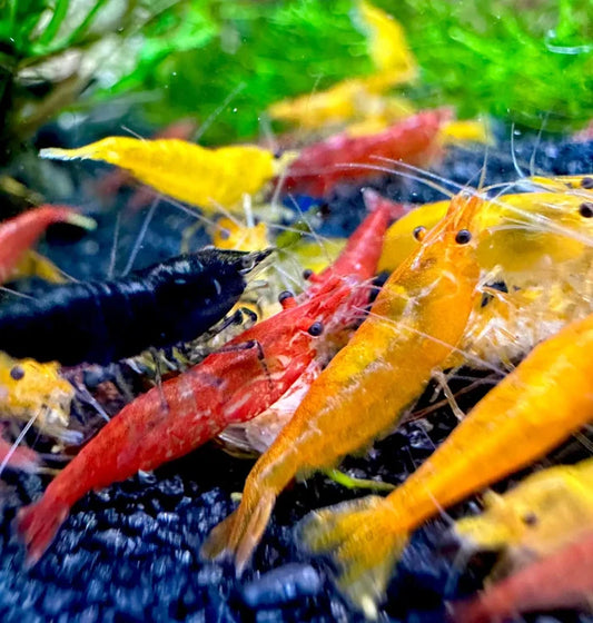 Neocaridina Shrimp Mix Pack — live freshwater dwarf shrimp assortment