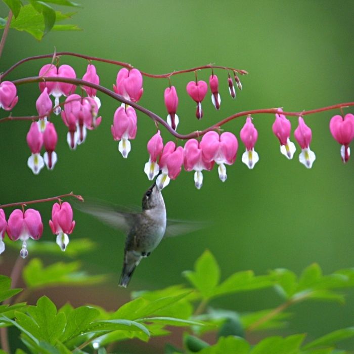 Old-Fashioned Bleeding Heart Plant with pink heart-shaped flowers hanging from arching stems in a spring shade garden