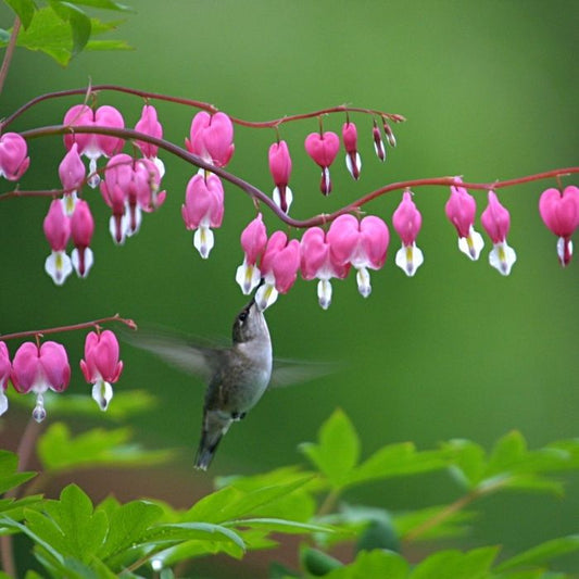 Old-Fashioned Bleeding Heart Plant with pink heart-shaped flowers hanging from arching stems in a spring shade garden