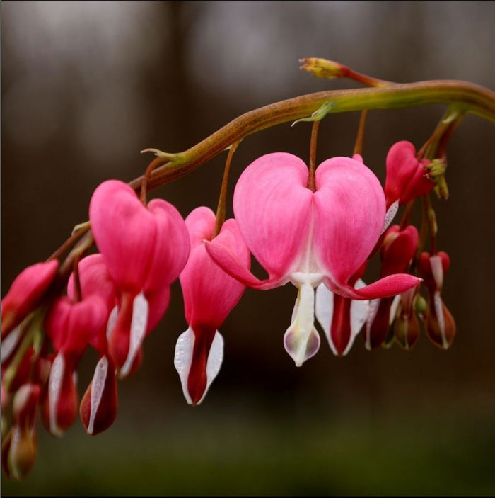 Close-up of heart-shaped Bleeding Heart flowers with white inner petals