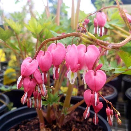 Old-Fashioned Bleeding Heart Plant flowering in a 1-Gallon Pot