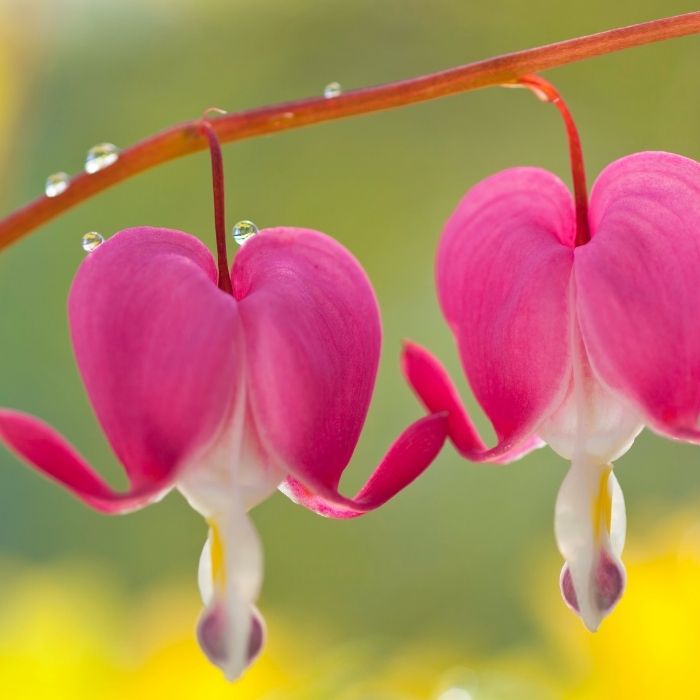 Old-Fashioned Bleeding Heart flowers arching over fern-like green foliage