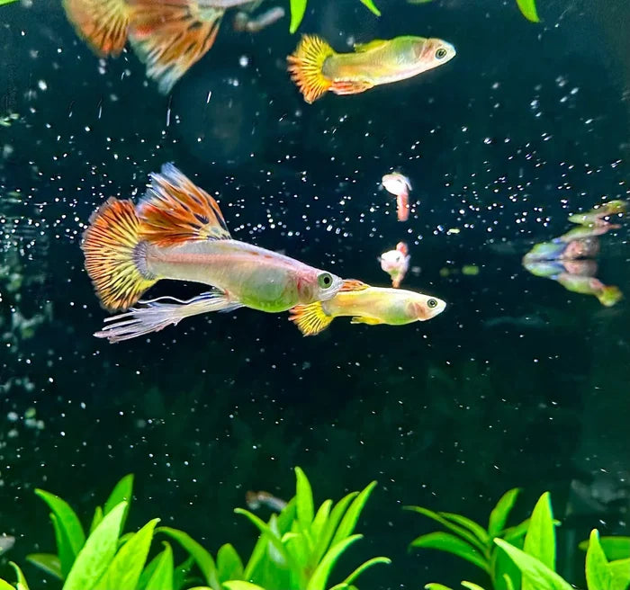 A vibrant orange and green phoenix guppy pair with flowing fan-like fins swimming gracefully in an aquarium