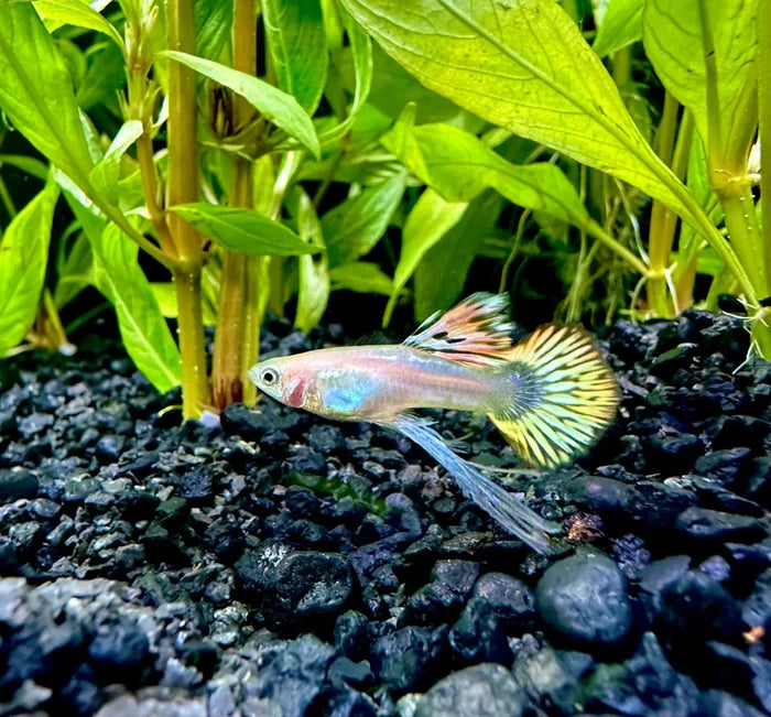 A vibrant phoenix guppy pair with iridescent silver pink hues and yellow tipped tail fins with black markings
