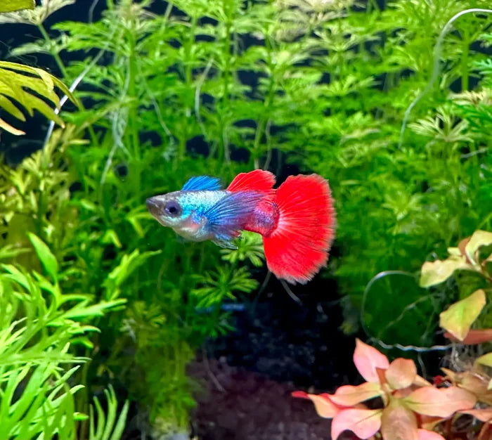 A vibrant red and blue platinum dumbo ear guppy pair swimming through lush green aquatic plants